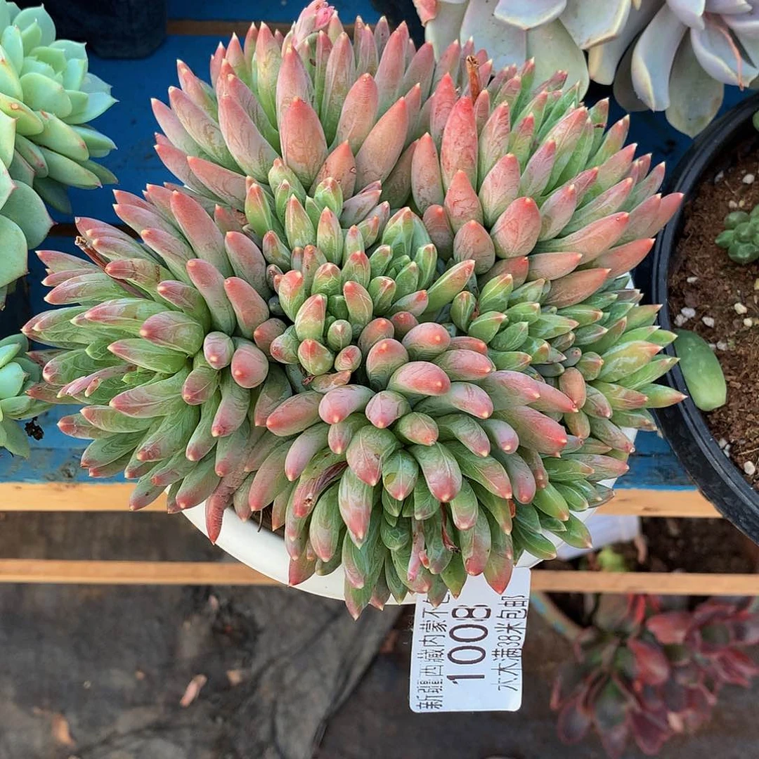 星***望   炫彩星1008