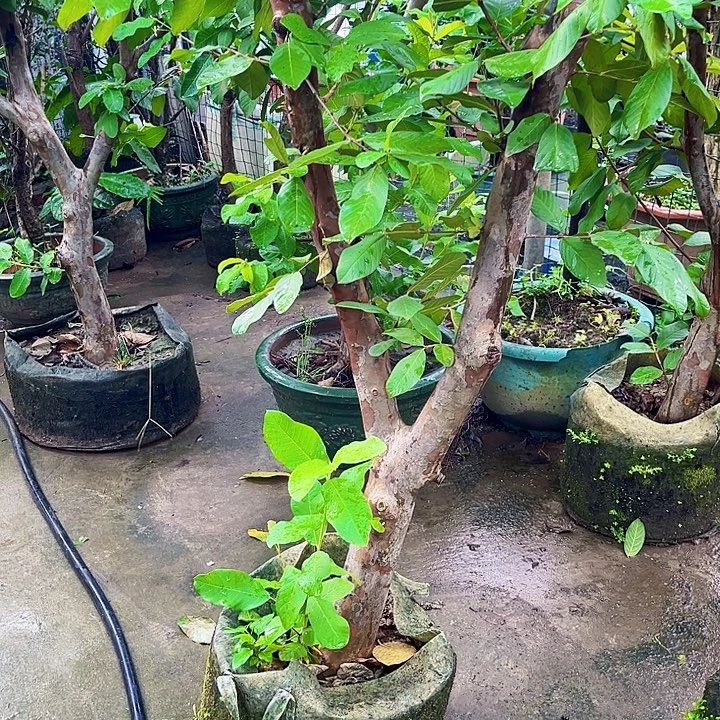 老***场无花朵1111111111111