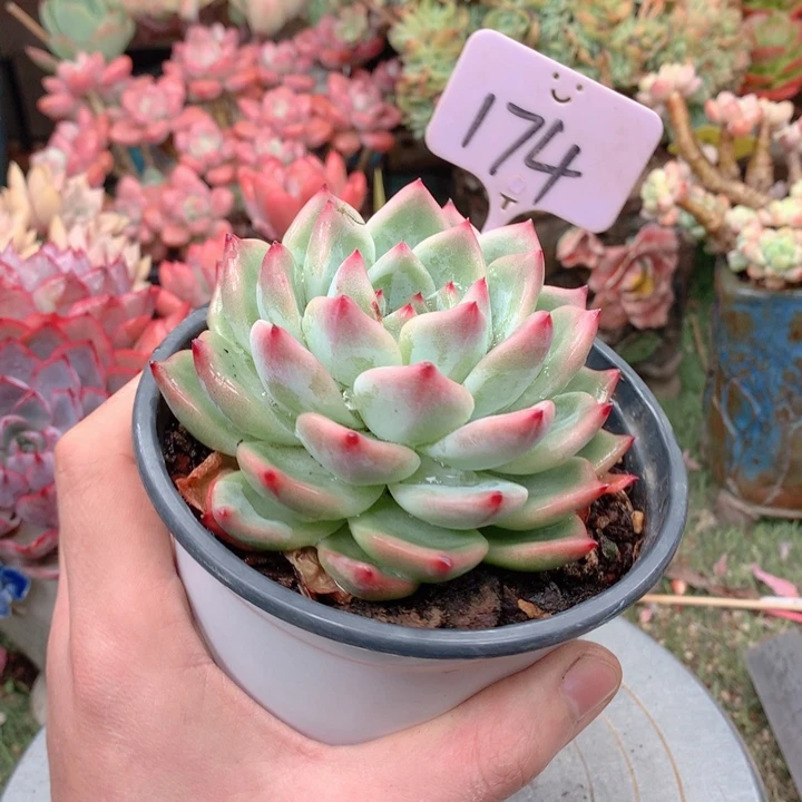 欢喜多肉一物一拍香缇卡174