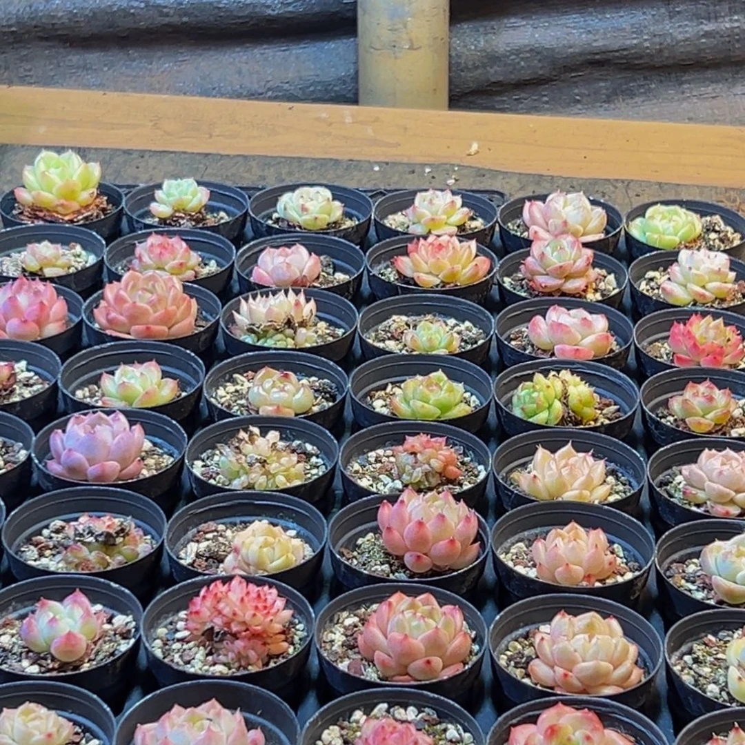 511多肉葡萄的味道真的是很不错