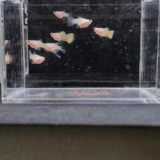 孔雀鱼编号08虎斑球