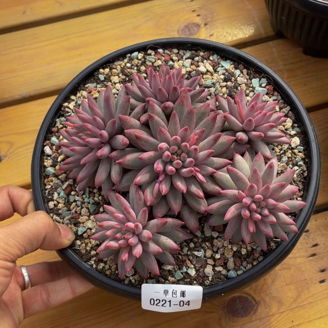 0221-04-虞美人。。。。。