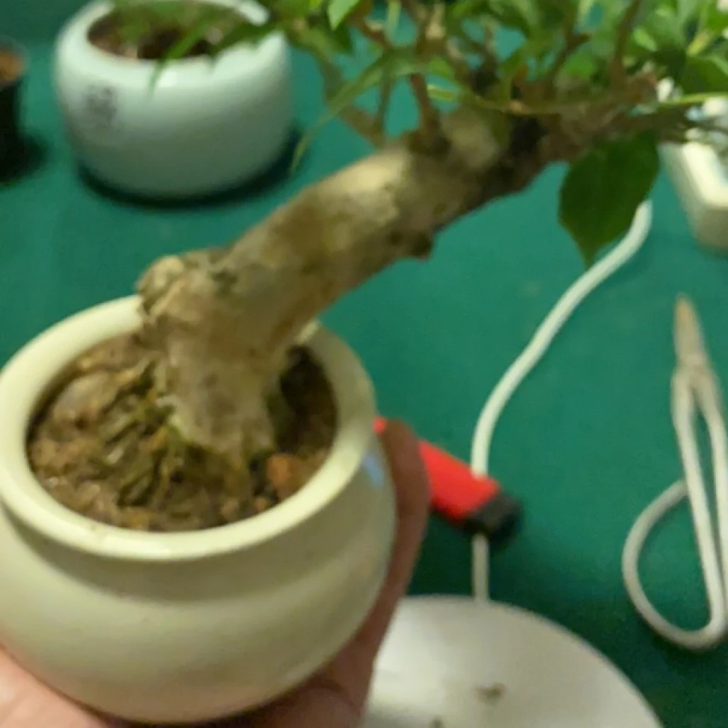 三角梅小叶紫7字桩，室内外好养原生老桩精品盆景