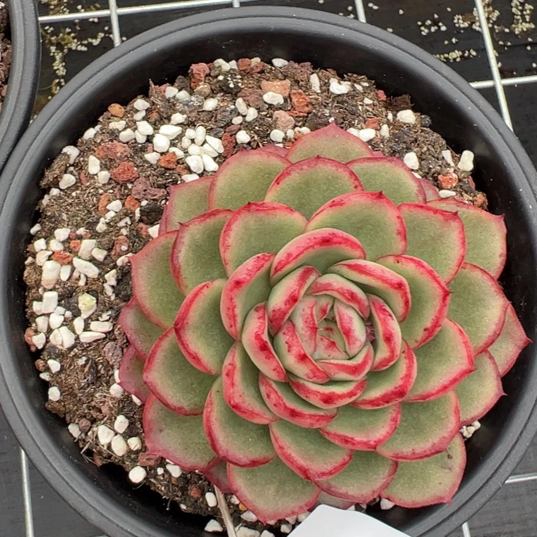 姐***肉4846r r r r r r r r r r