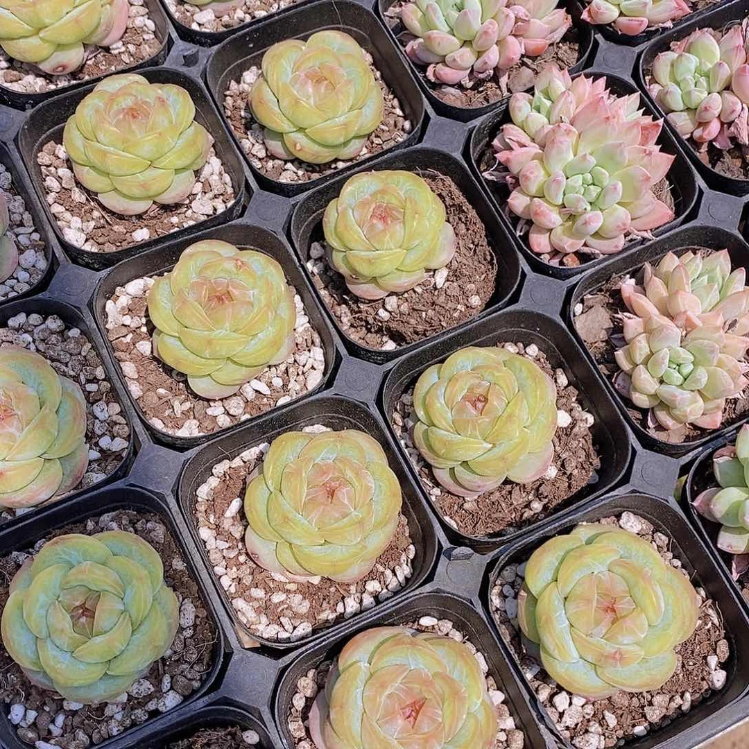 0524- 新品 梨花白单头一颗 量拍