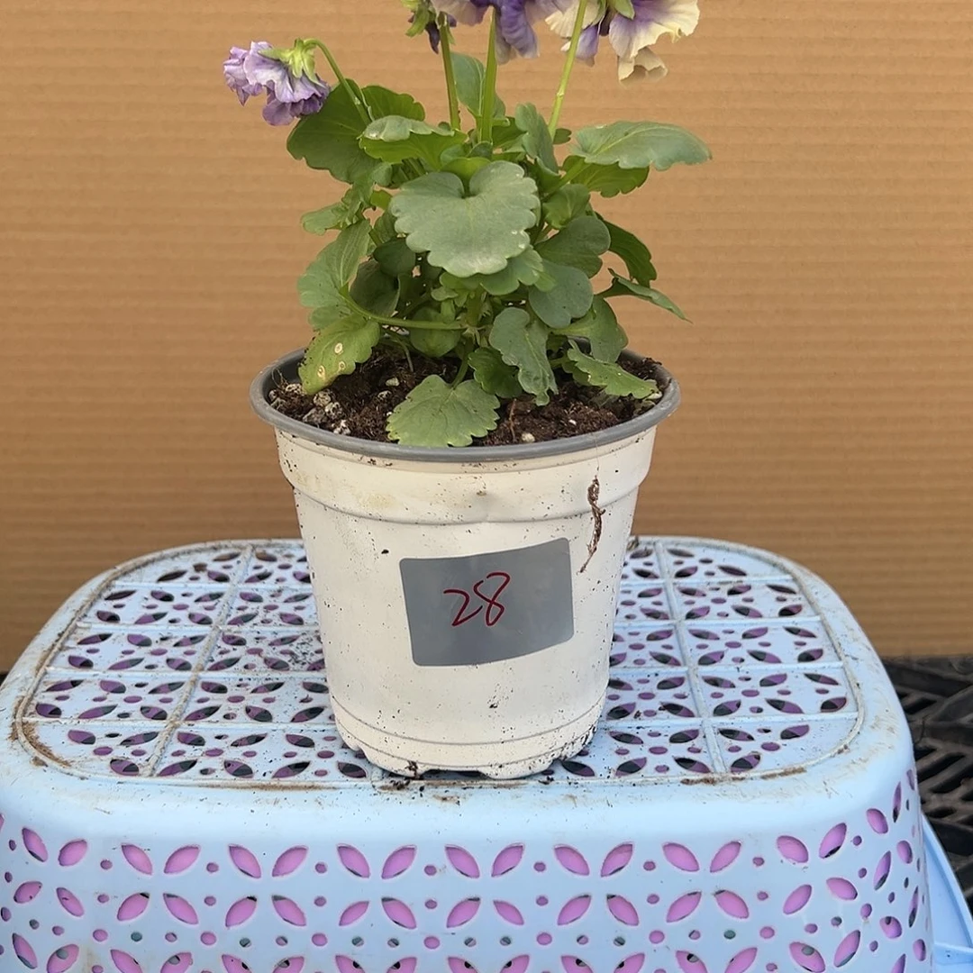 【闪购商品】完全开放028号