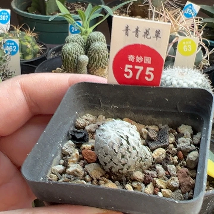 带崽蔷薇丸一棵6688