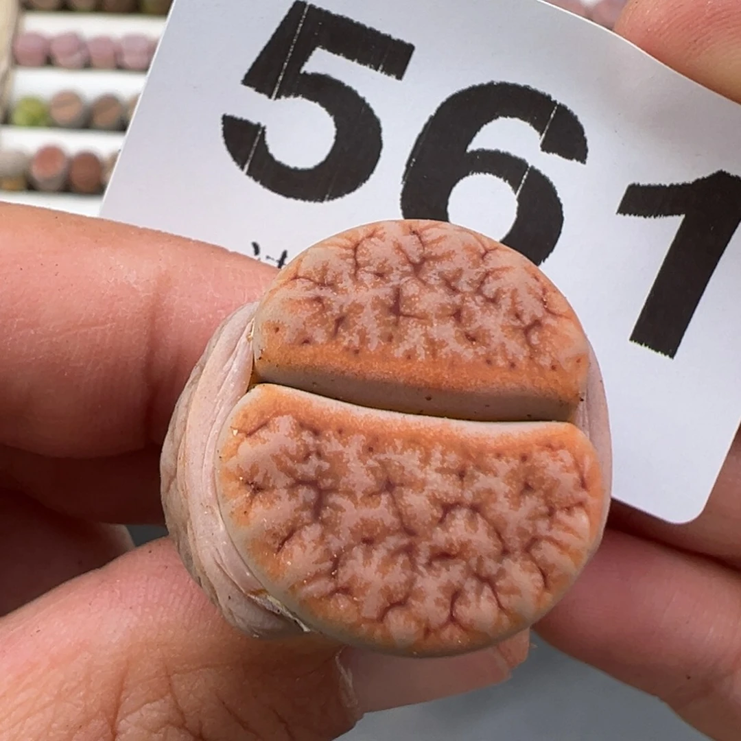 4.16好看的多肉脱土发货561