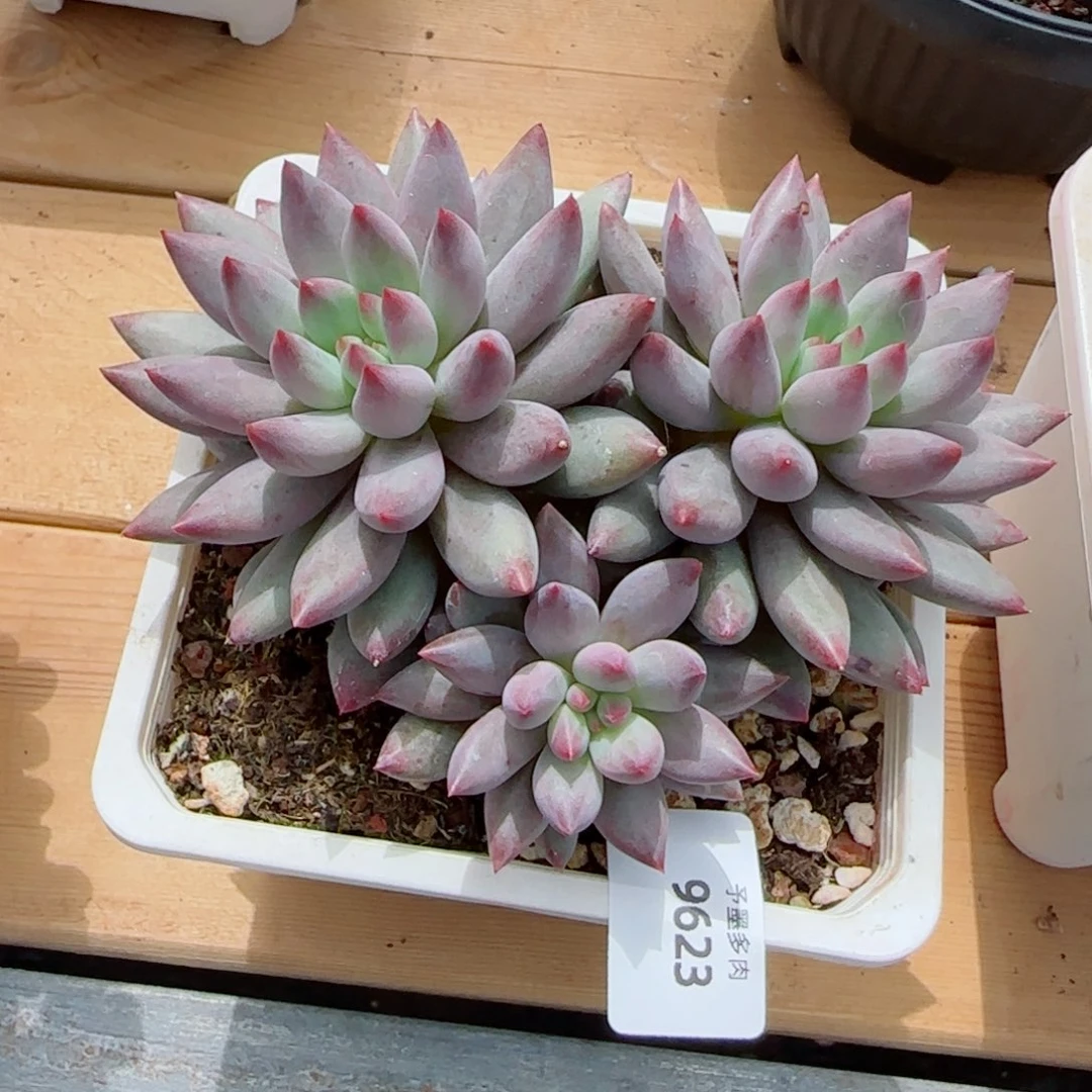 装***涂虞美人，9623多肉植物