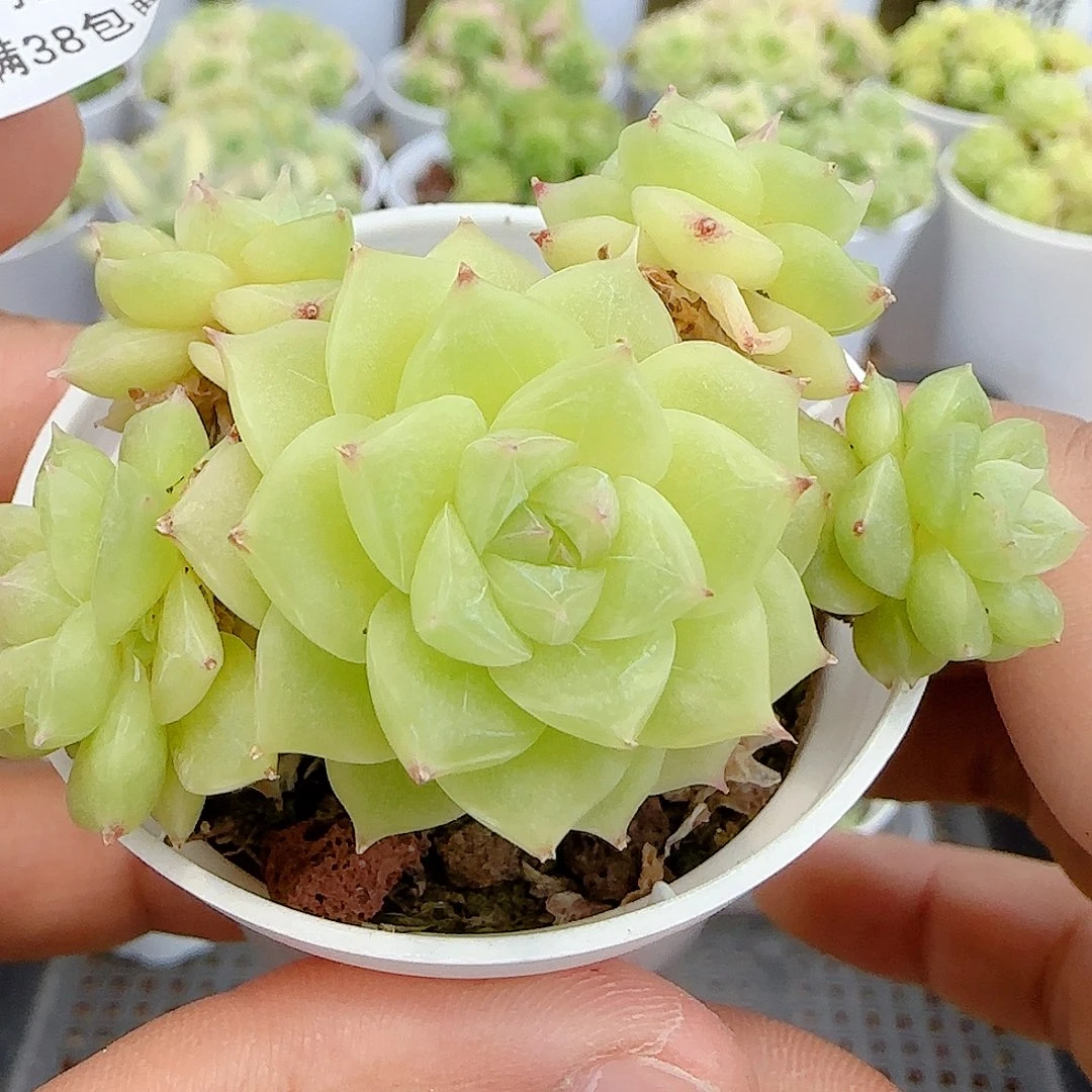 【闪购商品】0624-77糖心麦杆