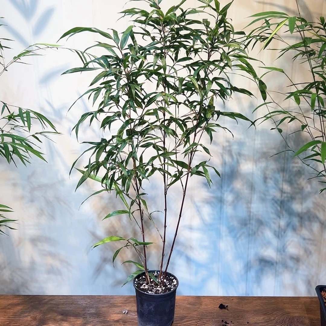 无花朵刘*伟红寒竹11111