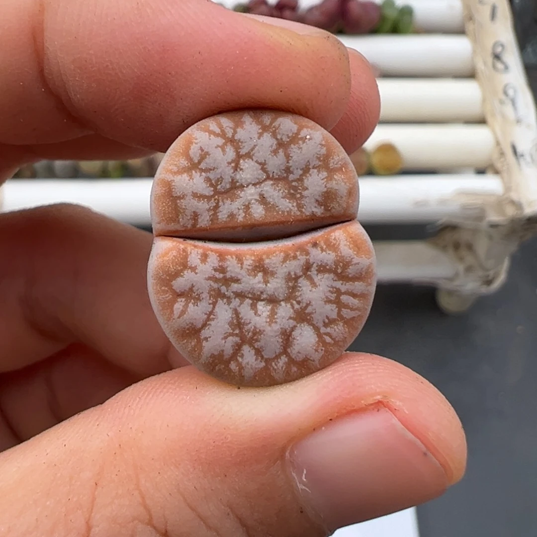 炸***包好看的多肉脱土发货