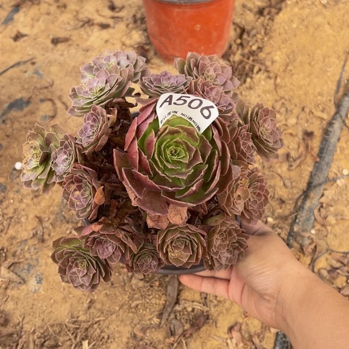 赤炎链多肉植物506.