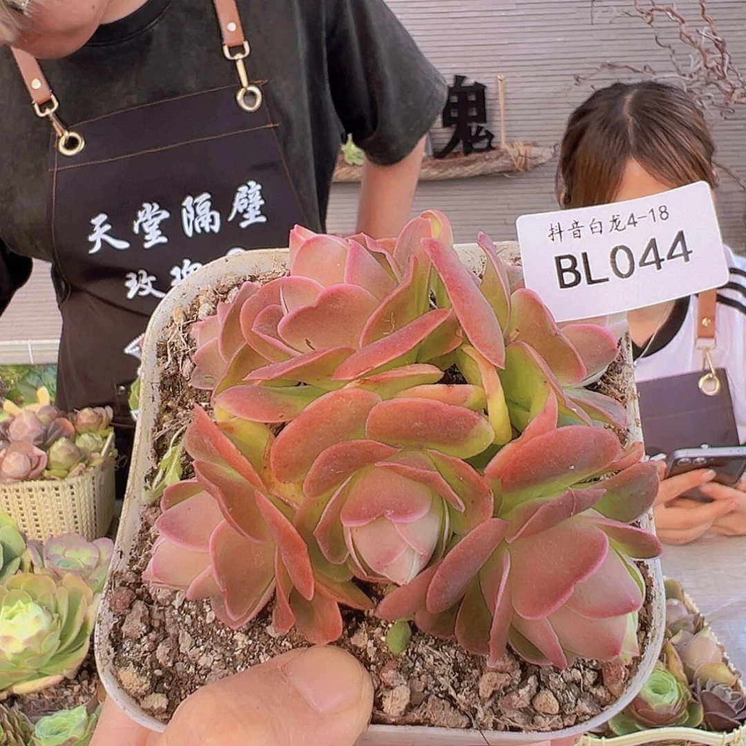 bl044 帕拉美娜me群