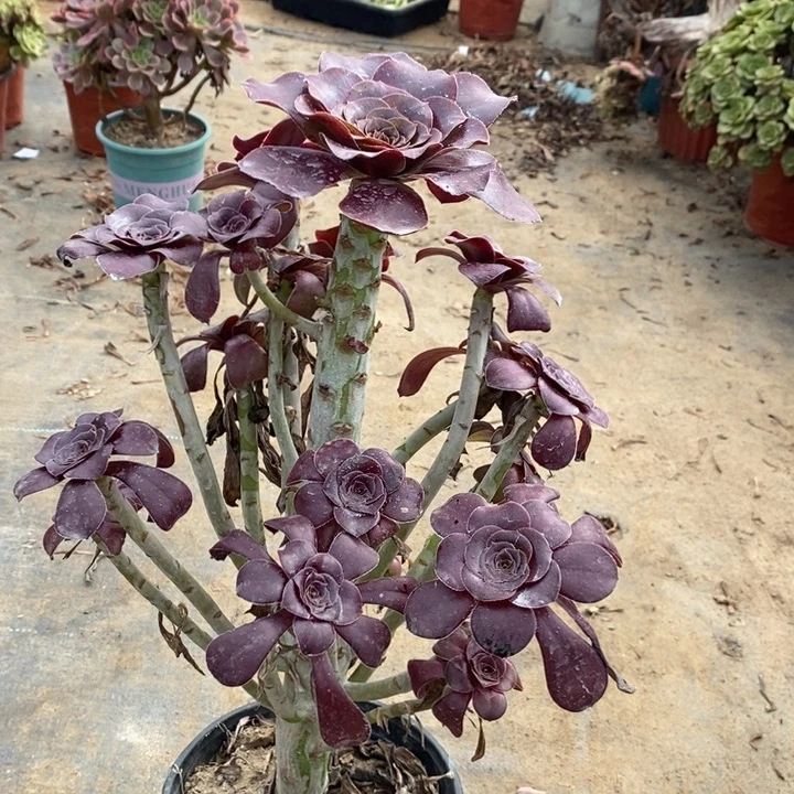 巫毒9多肉植物法师法师