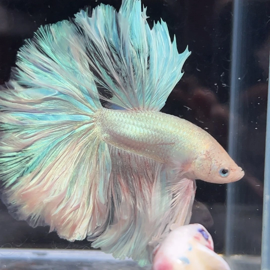 斗鱼3号任选两只8折，一只看个人能力