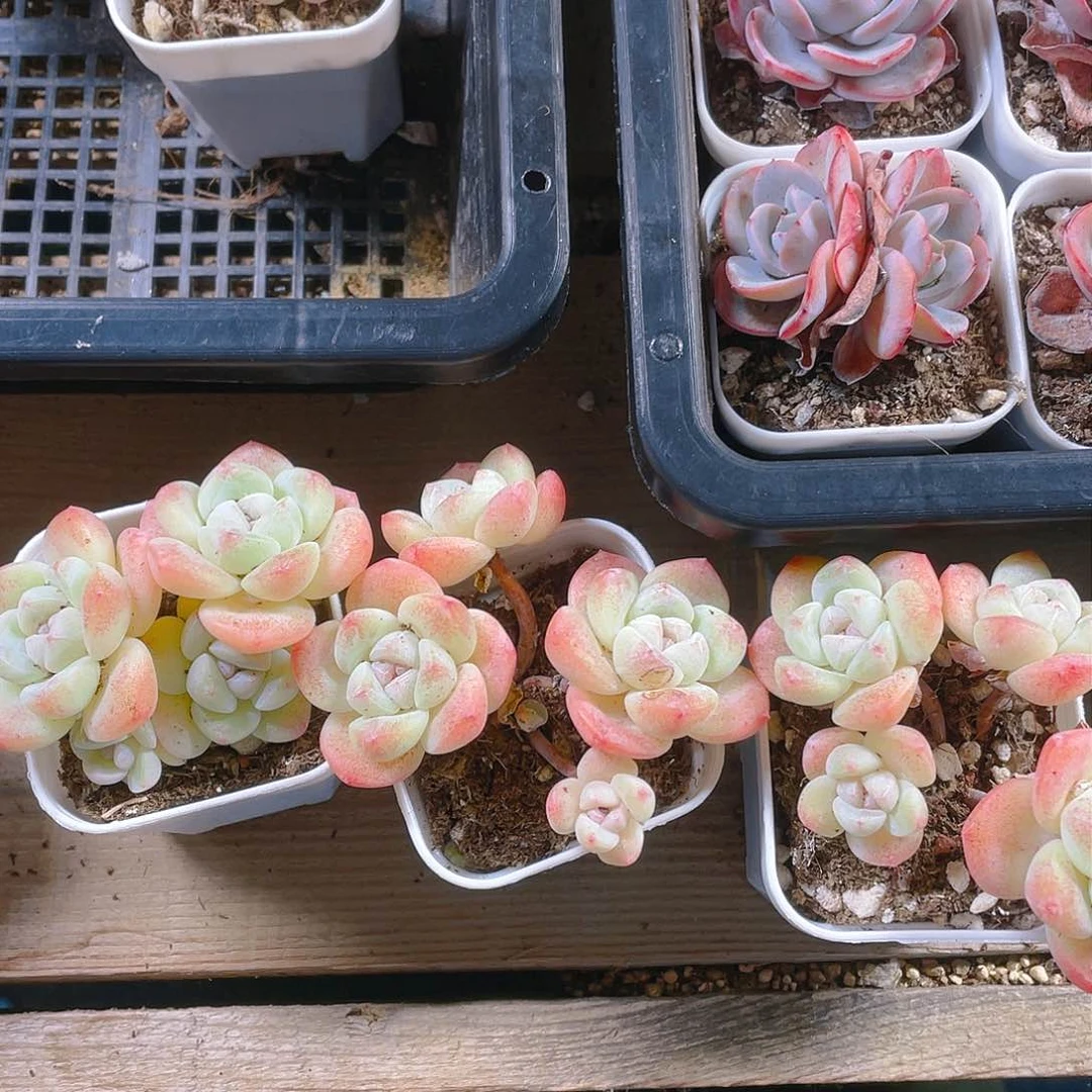 四头杆子冰玉不包整盆一个满25包邮