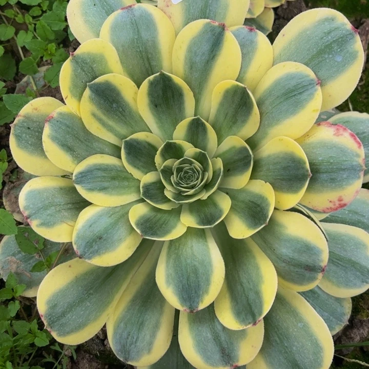 香绿盘白金多肉205