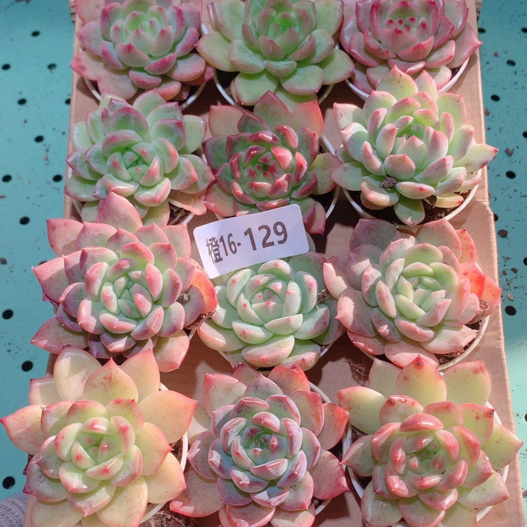 16-129一物一拍多肉带盆18颗