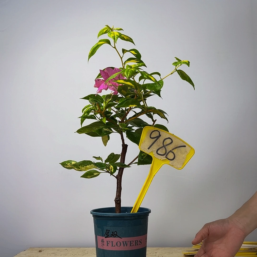 当前无花栽培后可以开花   金心双色  986