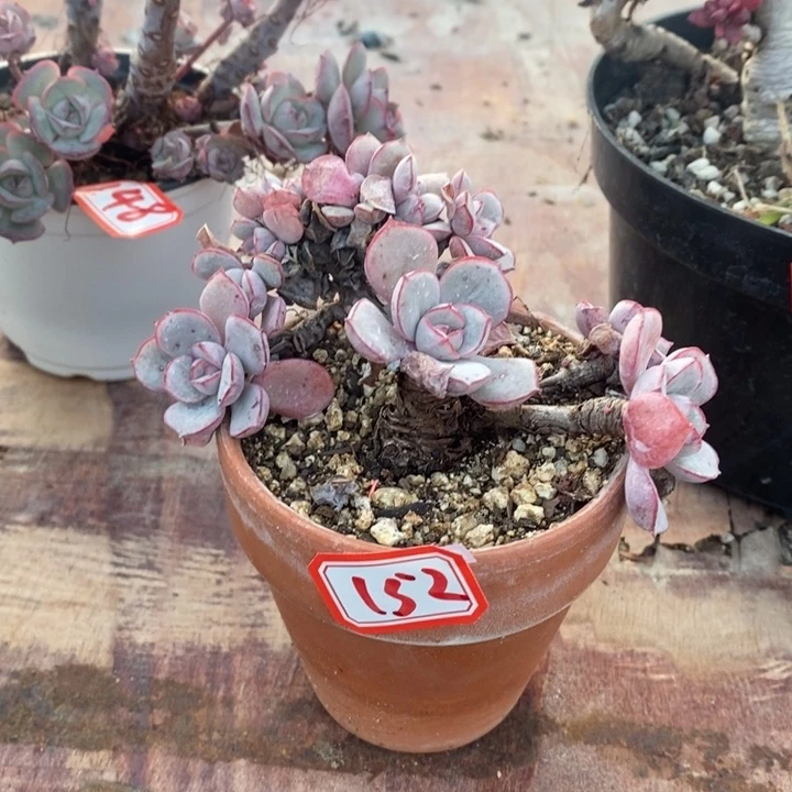 锦**?一物一拍凌波仙子多肉152