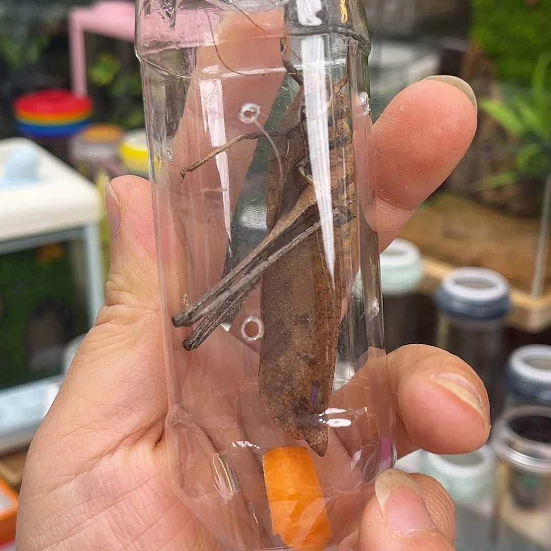 2条短须蛙坊哈哈哈