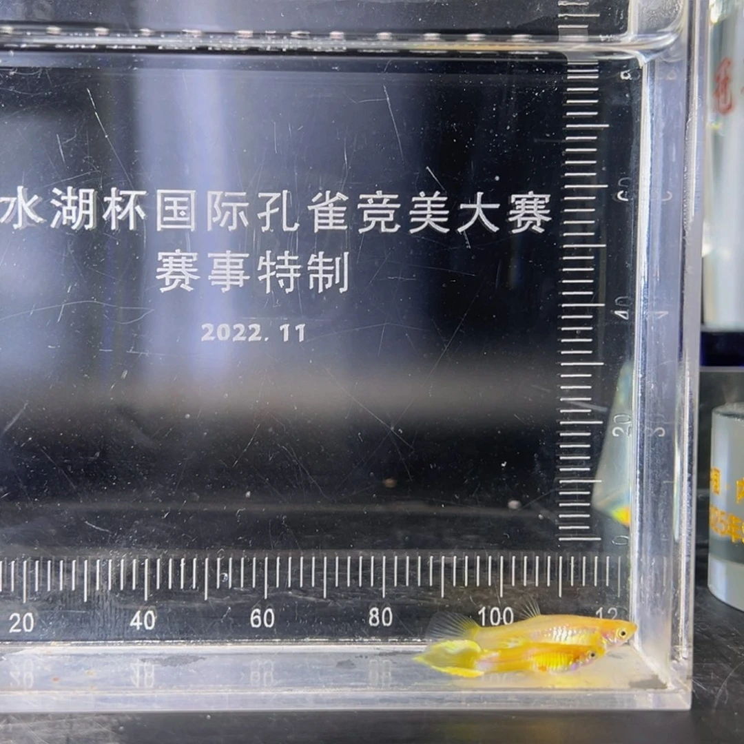 孔雀鱼黄化白金矛
