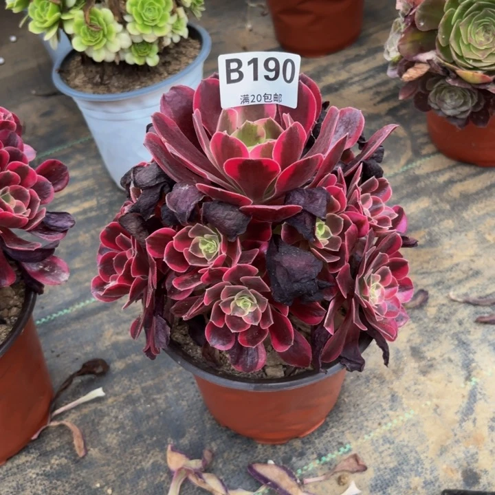 瑞妈多肉园艺，190