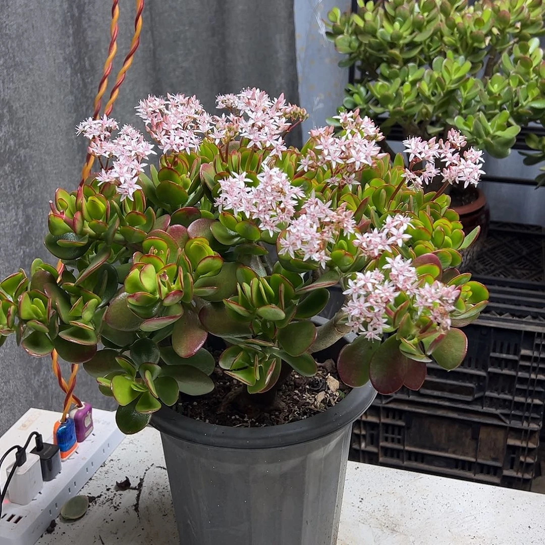 5年开花玉树带土球发货