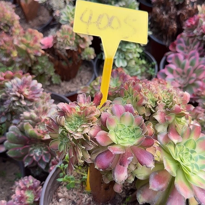 4005---韶华缀多头多肉