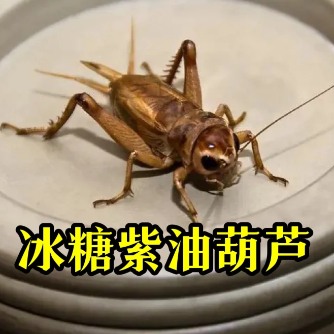 TIGER·冰糖紫玉眼黑虫5只