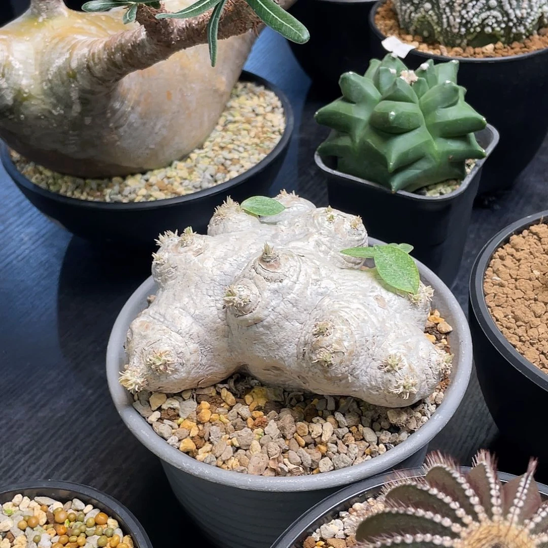 惠比须笑带盆包邮