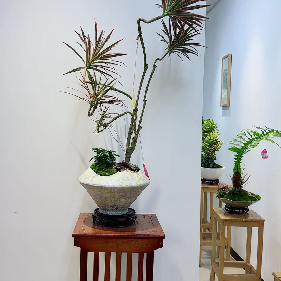 无花朵留**意高端盆景一物一拍