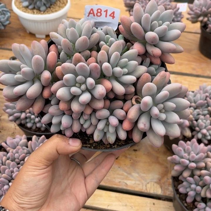 花***晓哈哈哈哈哈哈哈哈哈哈哈814