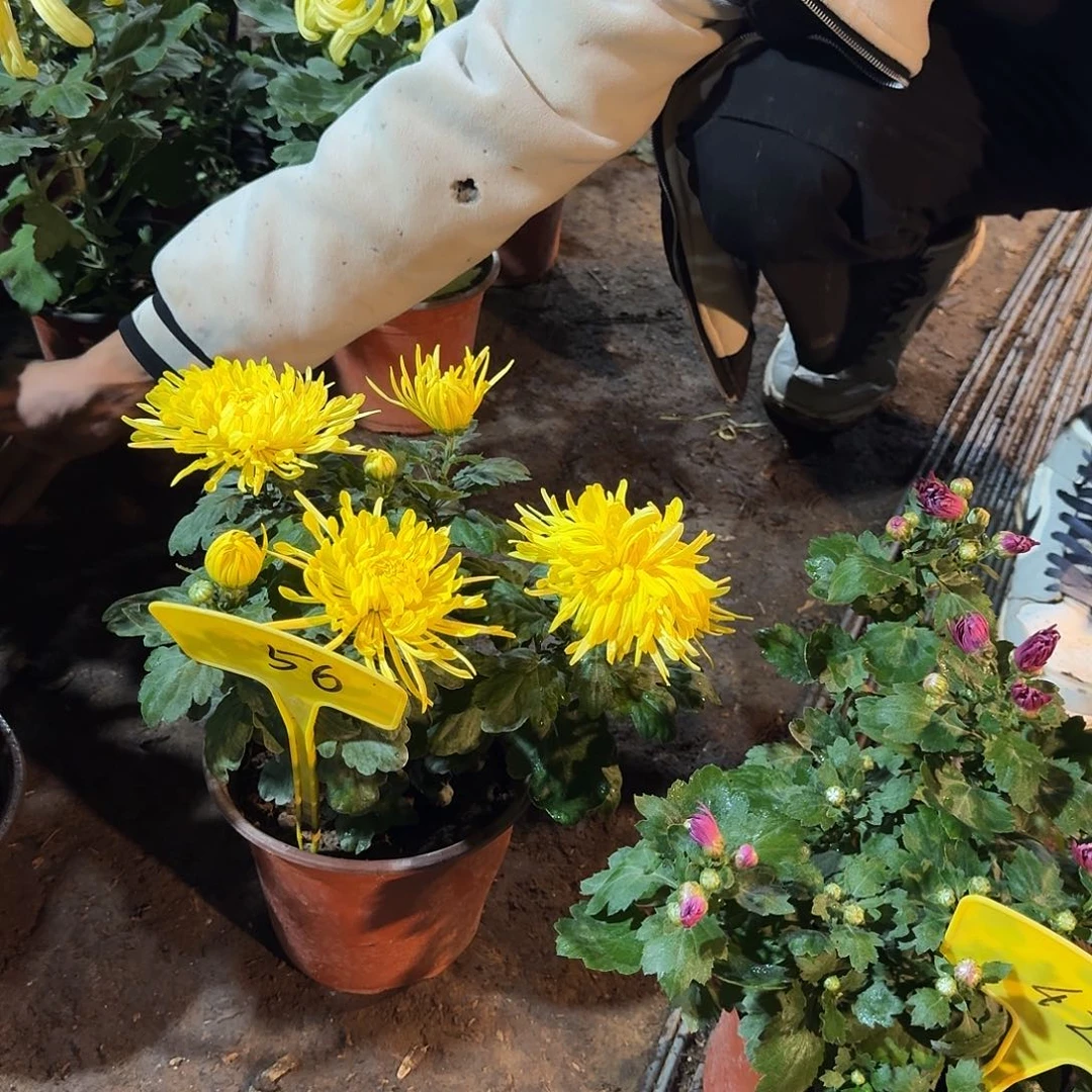 大部分花苞少量开放56