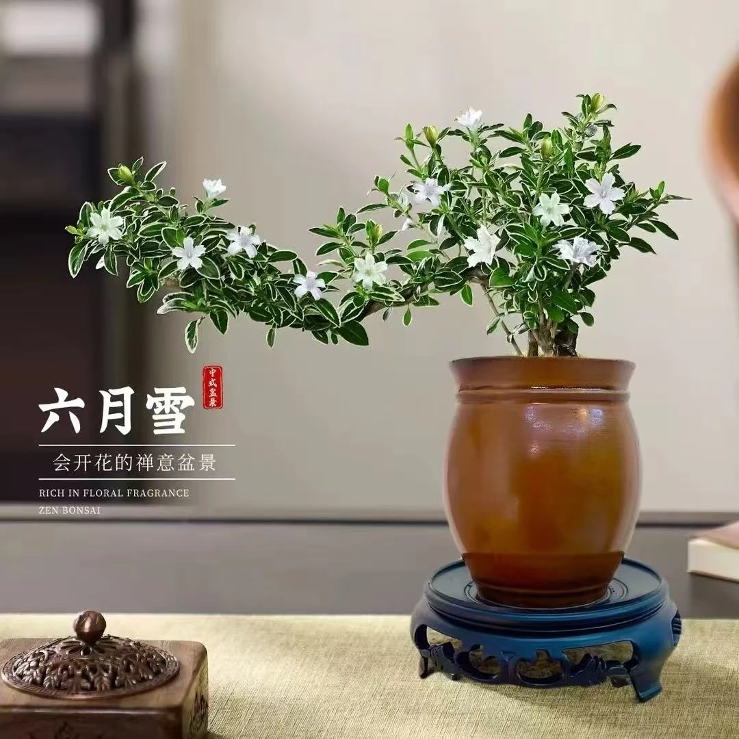 六月雪盆景小盆栽老桩四季开花茶几摆件绿植花卉客厅办公室内好养