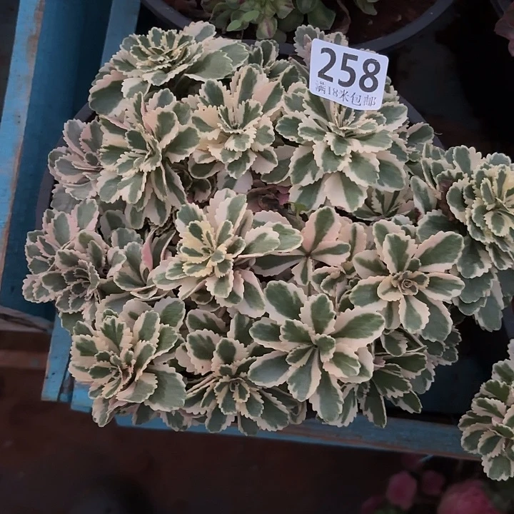 258亚特兰蒂斯掌心多肉法师锦