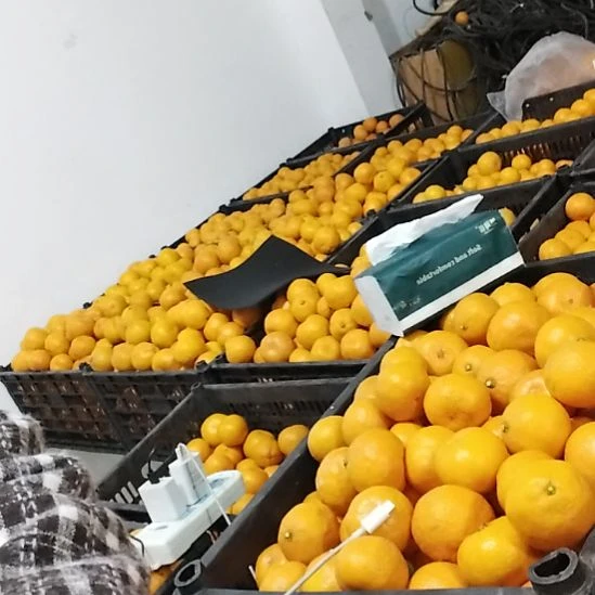 柑橘涌泉蜜桔成熟了
