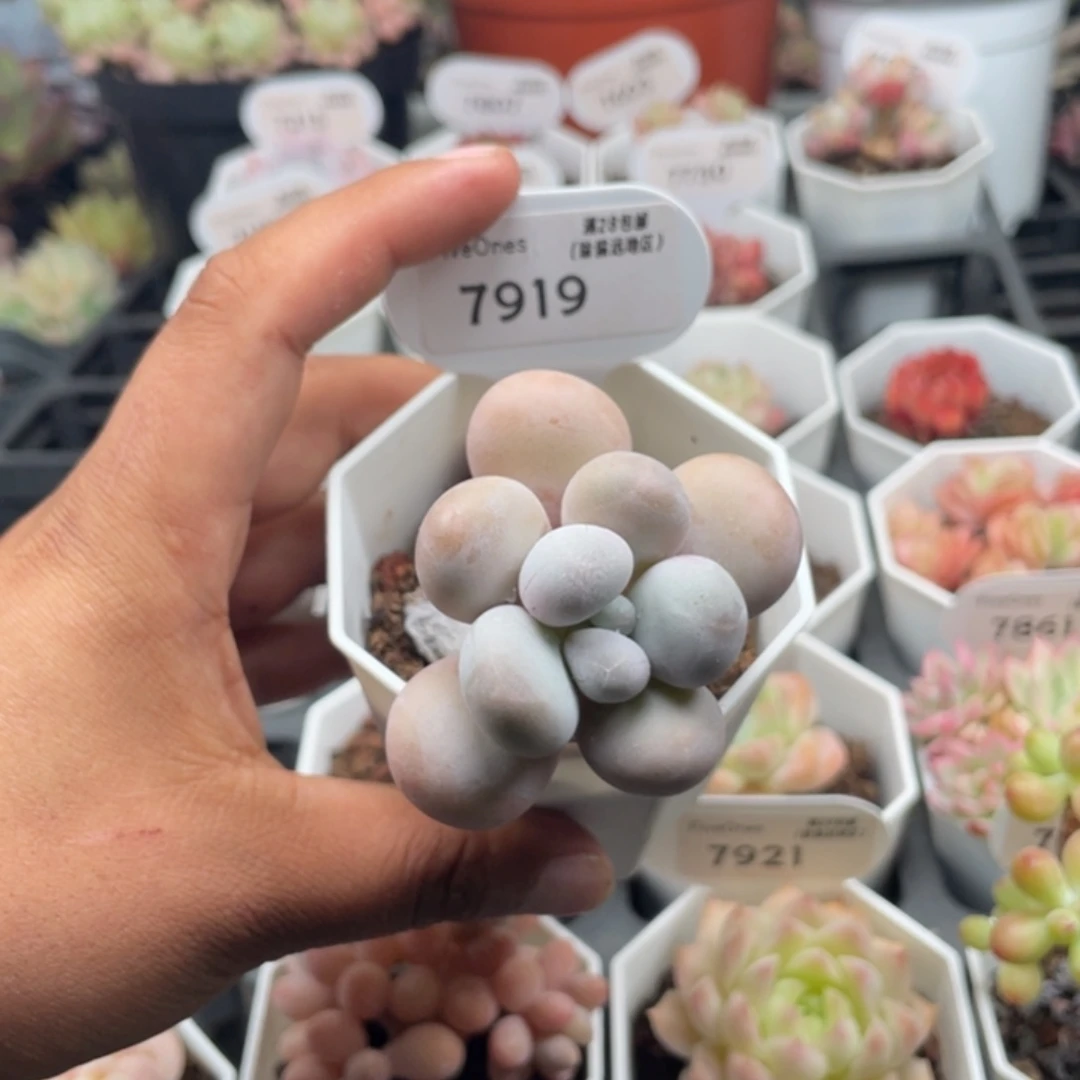 7919文斯通奶酪5.0厘米