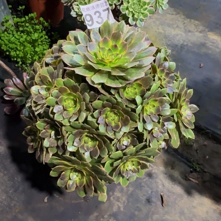 多肉半夏937000000000