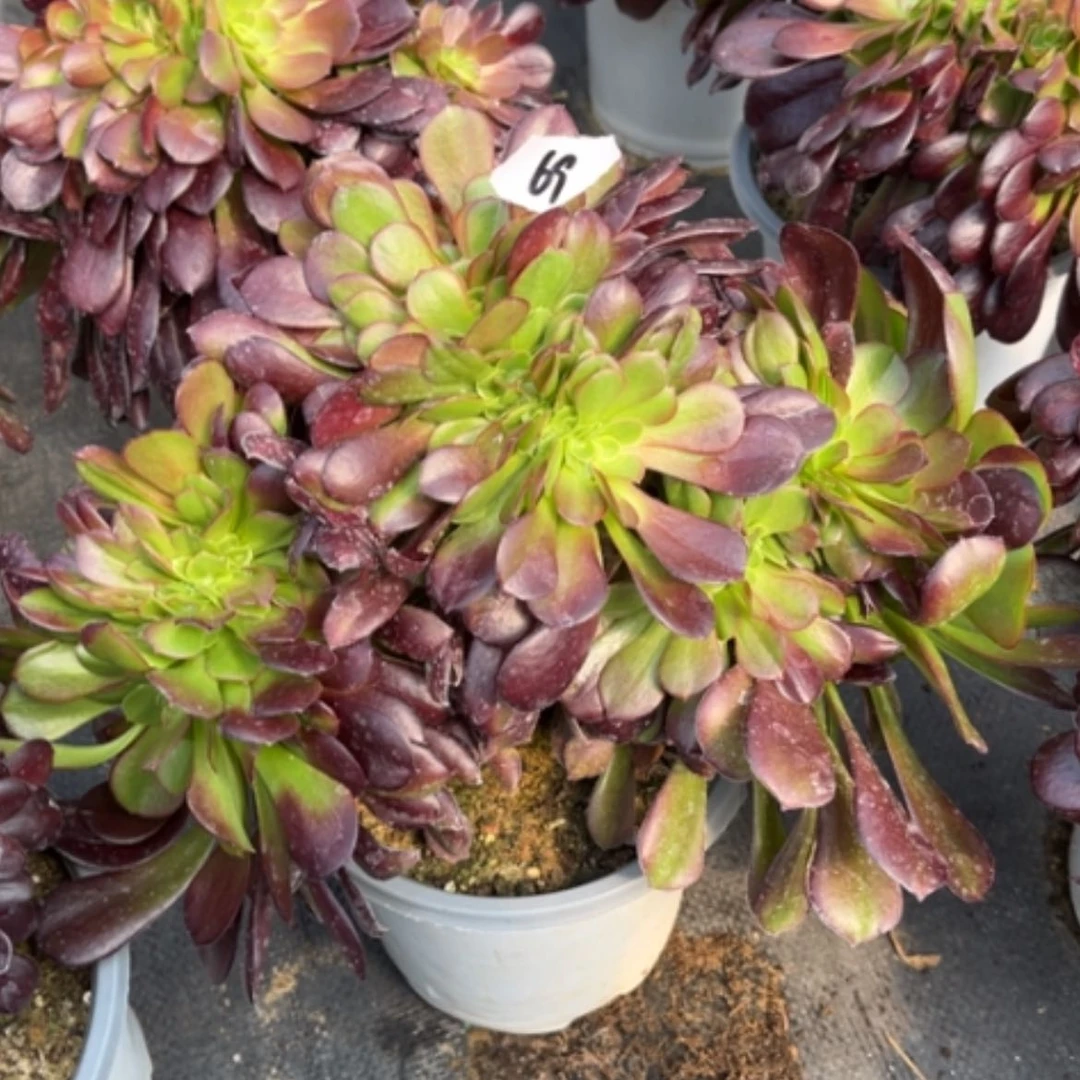 【闪购商品】69欧紫缀多肉法师