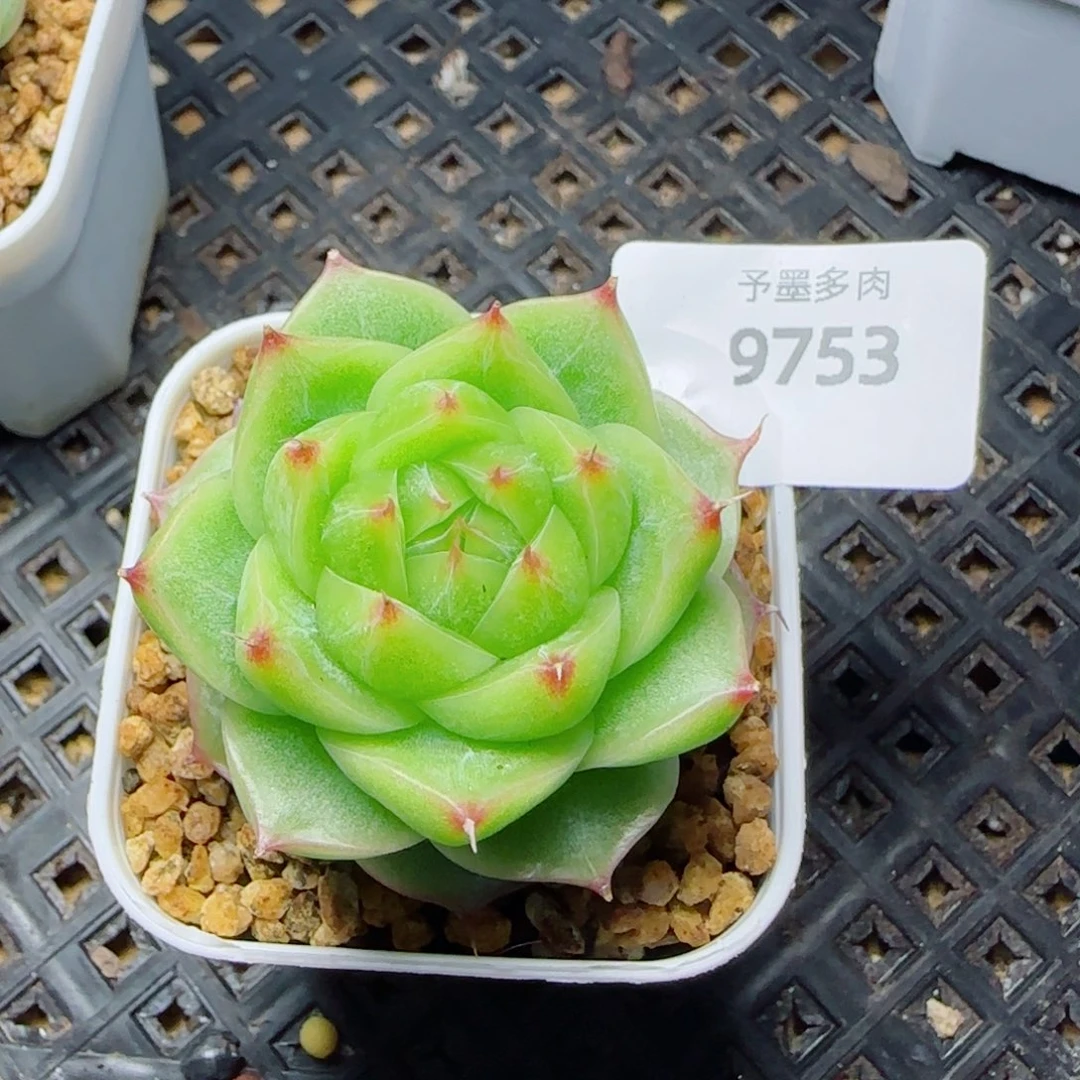 奶油，9753多肉植物