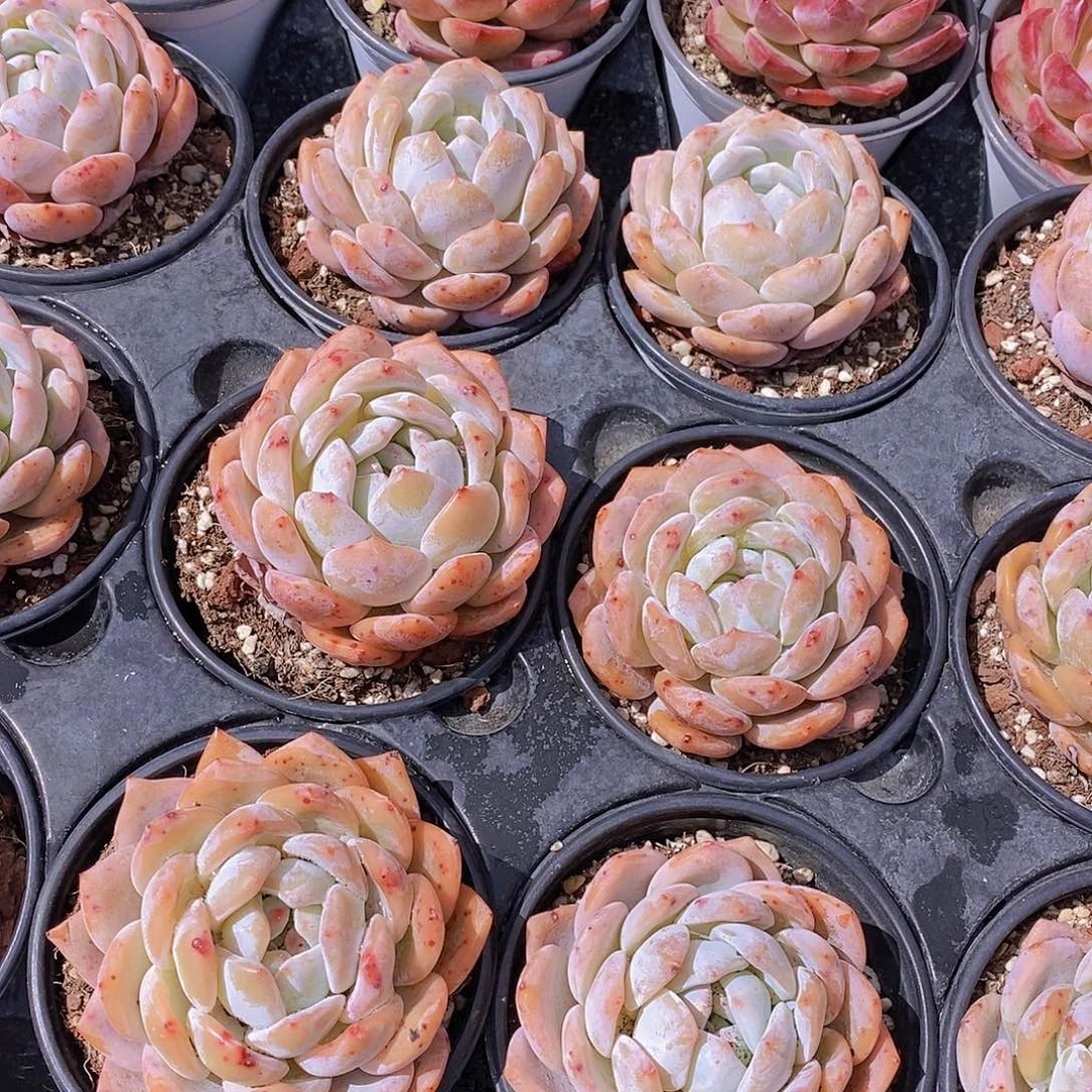 0612- 草莓橙单头福利2颗 微瑕慎拍