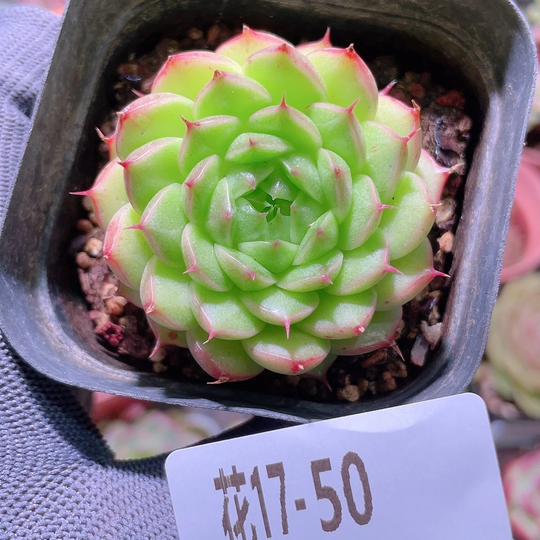 花利美17-50海王