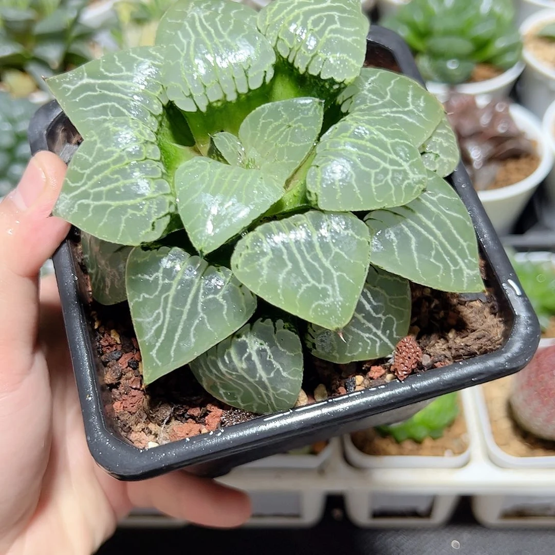 母本水晶康平101