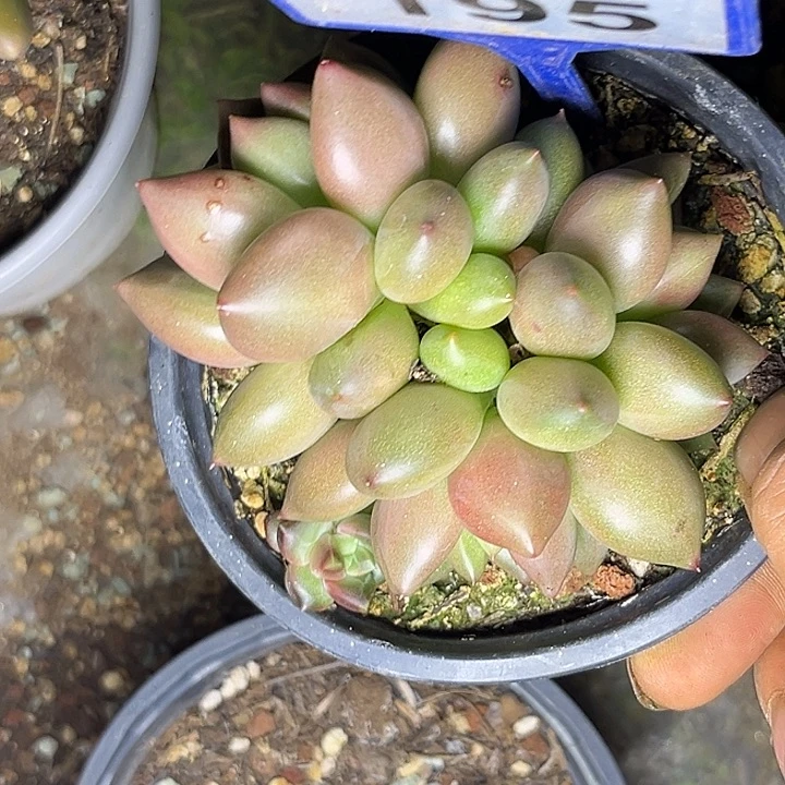 多肉植物米其林195