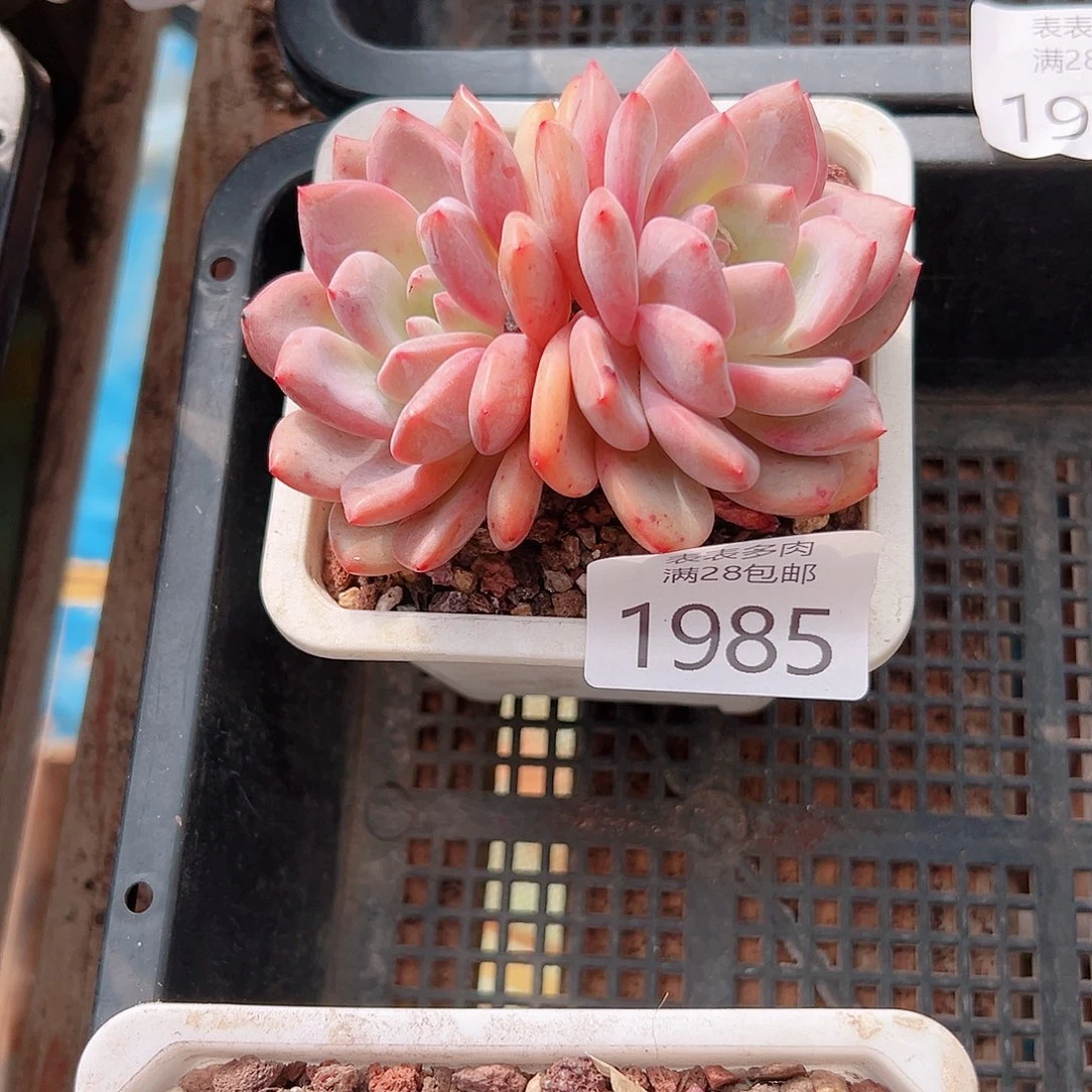 【***】多肉一物一拍植物1985