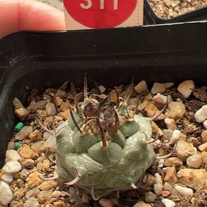 实生粗碳刺娇丽2.4cm