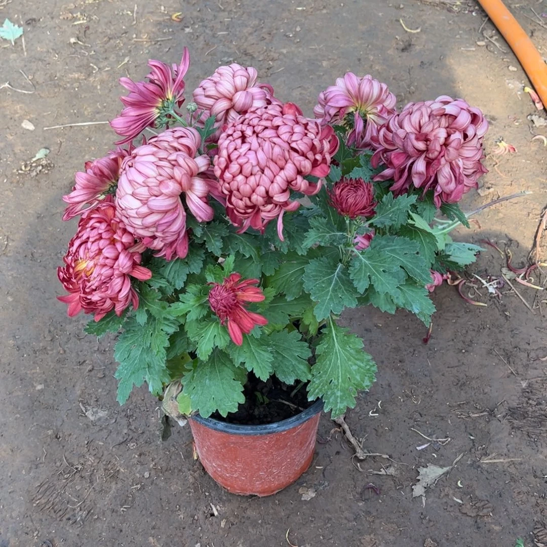 完全开放绣球原盆