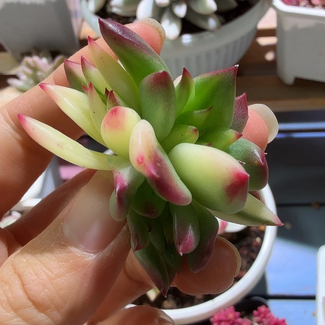 东云锦，多肉植物。